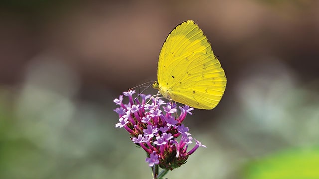 migrasi kupu-kupu kuning