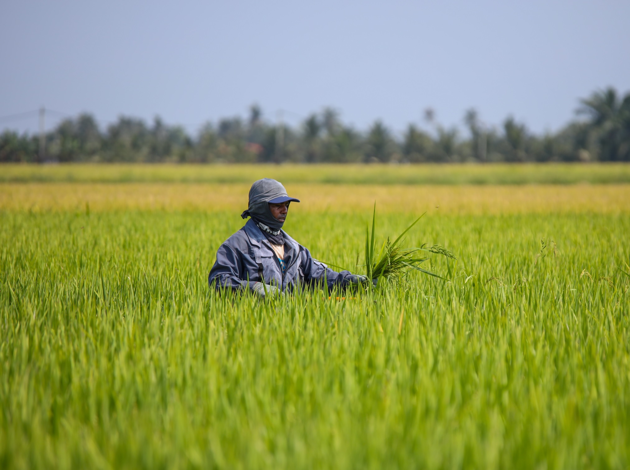 Imbas Blitar Defisit Padi, Pemkab Bakal Perluas Sawah Sampai 42 Ribu Hektare